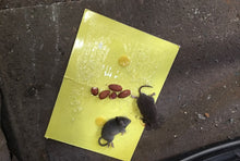 Load image into Gallery viewer, Mouse Board Sticky Mice Glue Trap High Effective Rodent Rat Snake Bugs Catcher
